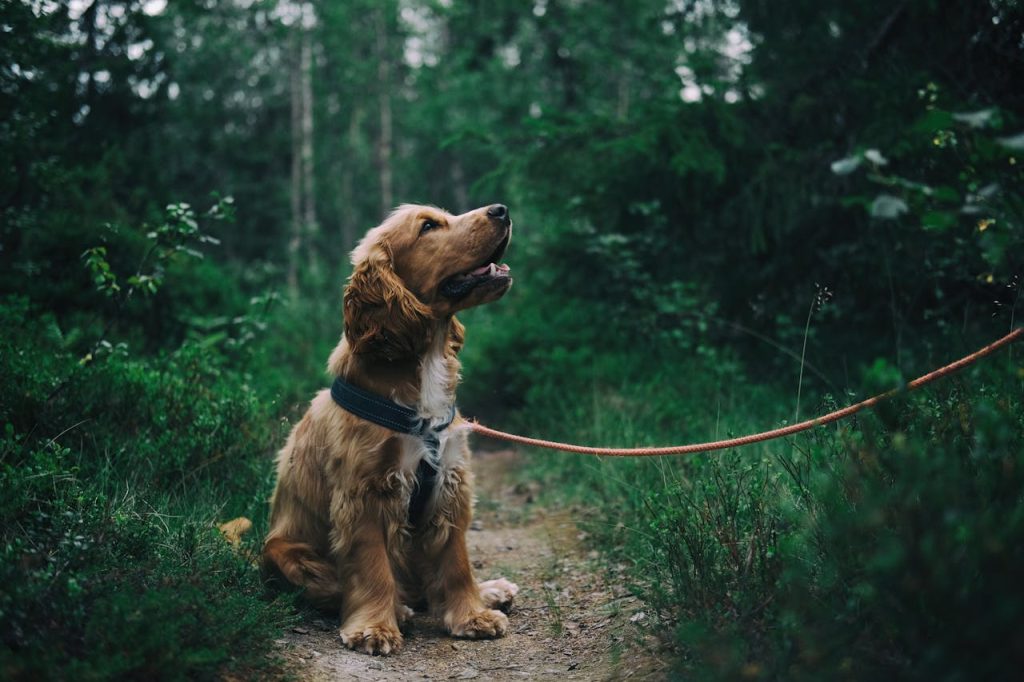 Keep Your Dog Healthy