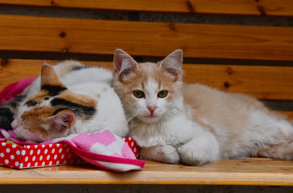 Keeping a Pet in Your Home