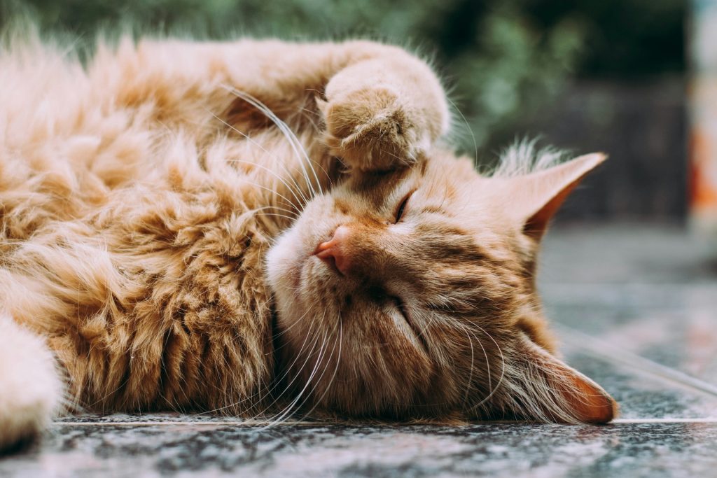 Taking Care of your Cat in the Wrong Way