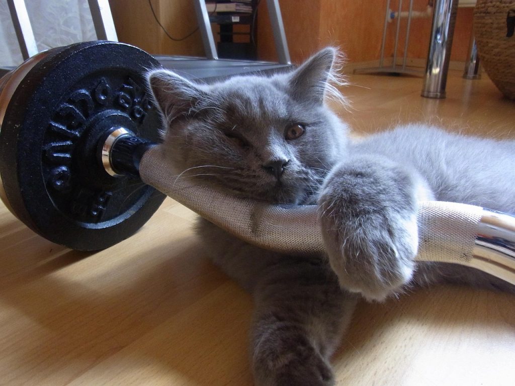 Train your Cat