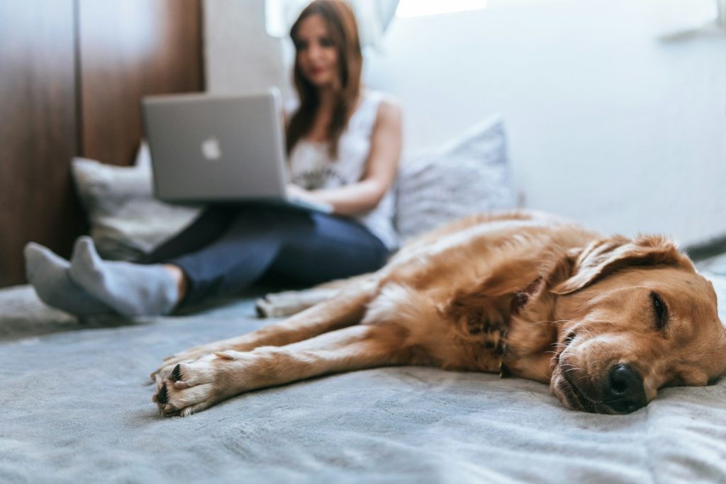 Pet Insurance With Ease