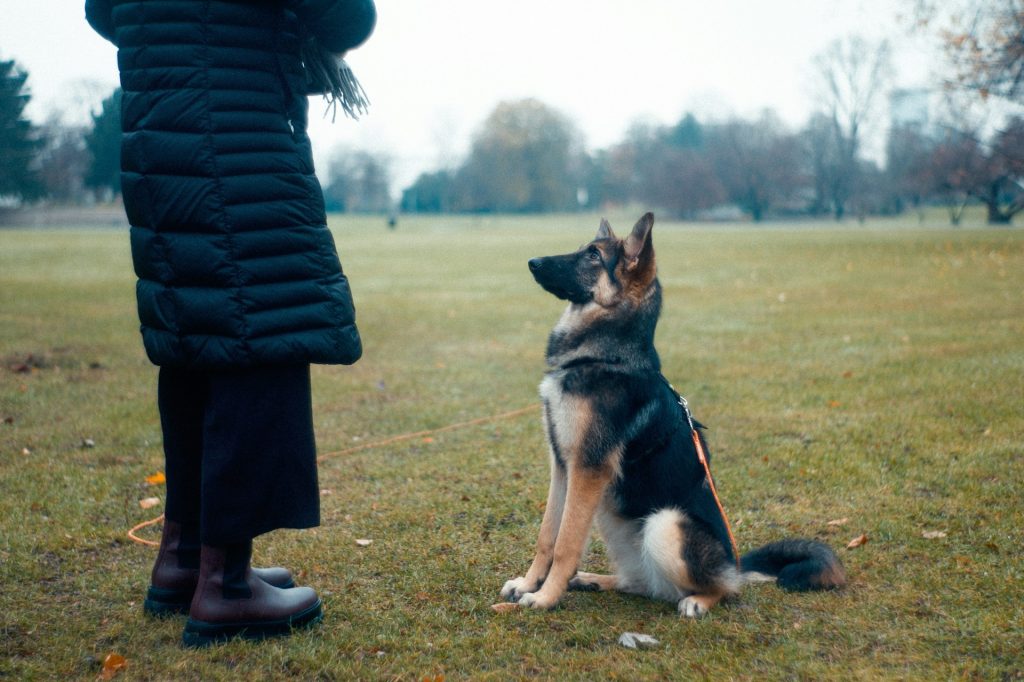 Become a Dog Trainer