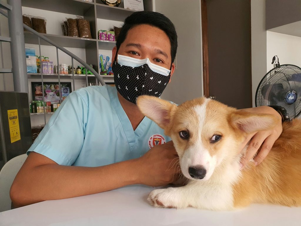 Get Dog Insurance