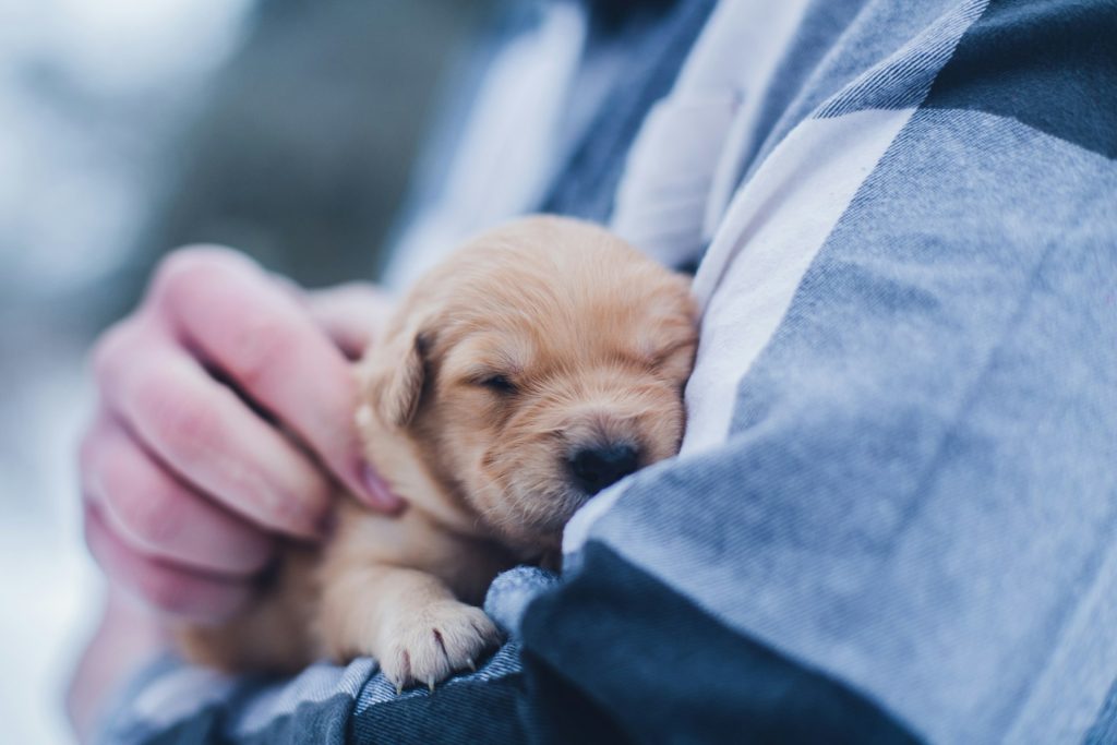 Medical Tips Every Pet Owner Should Know