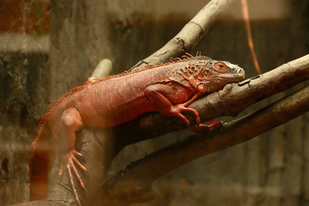 Pet Reptile