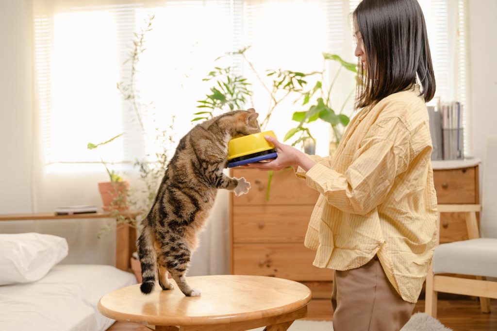 Cat Training Tips