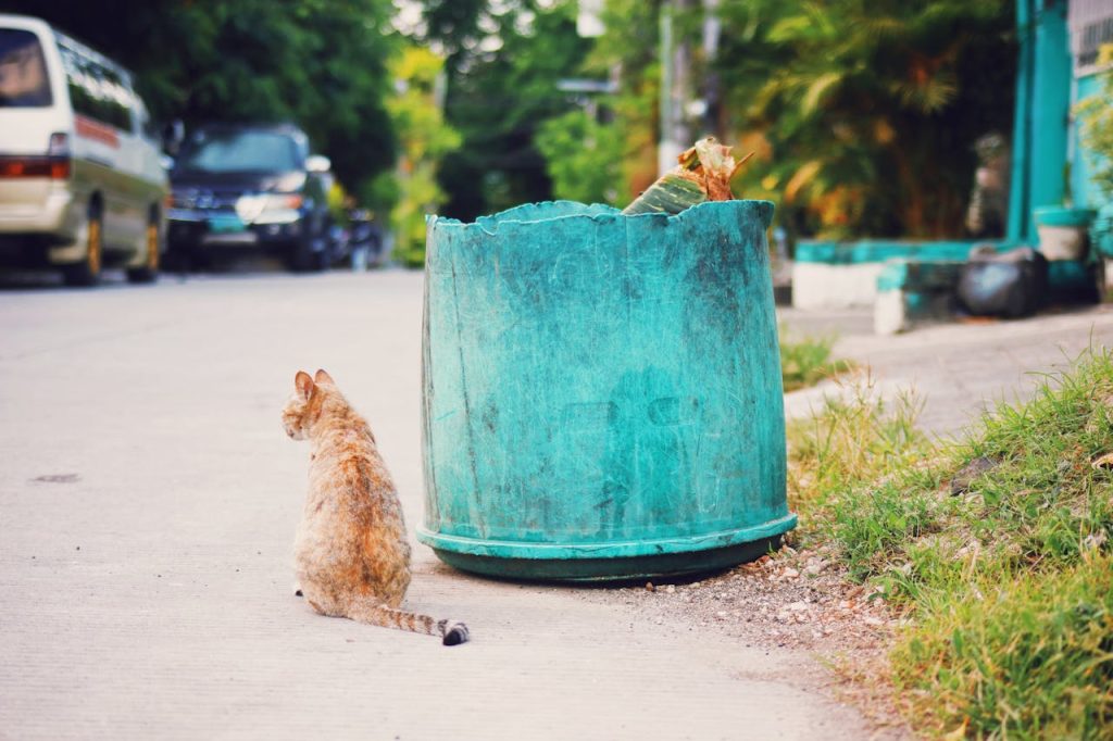 Cat Litter Solution
