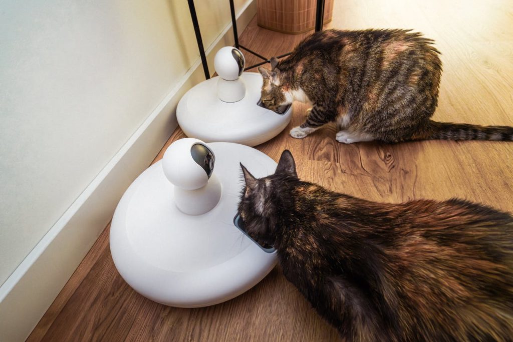 Right Food to Feed Your Cat