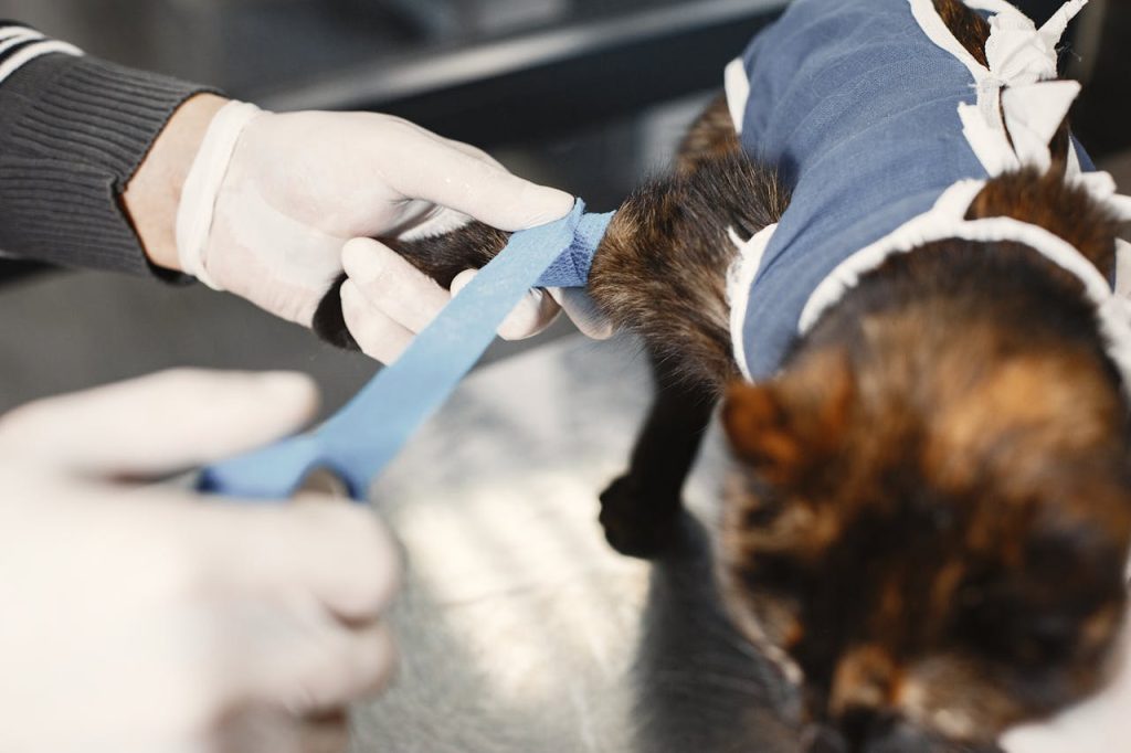 Cat Health Problems