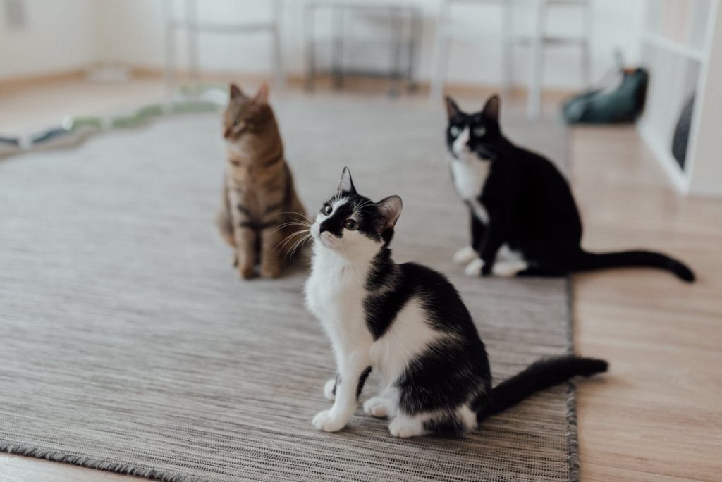 Homes of Cat Lovers