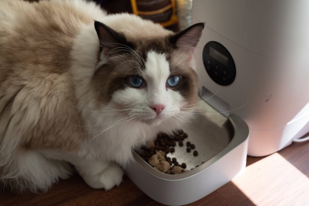 Cat Food Accessories