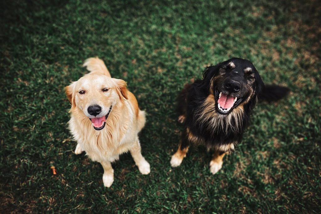 Keep their Animals Happy