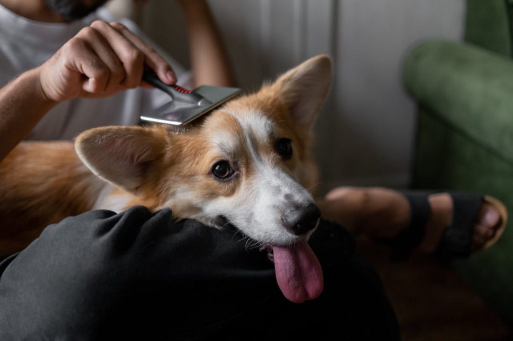 Taking Care of Your Pet