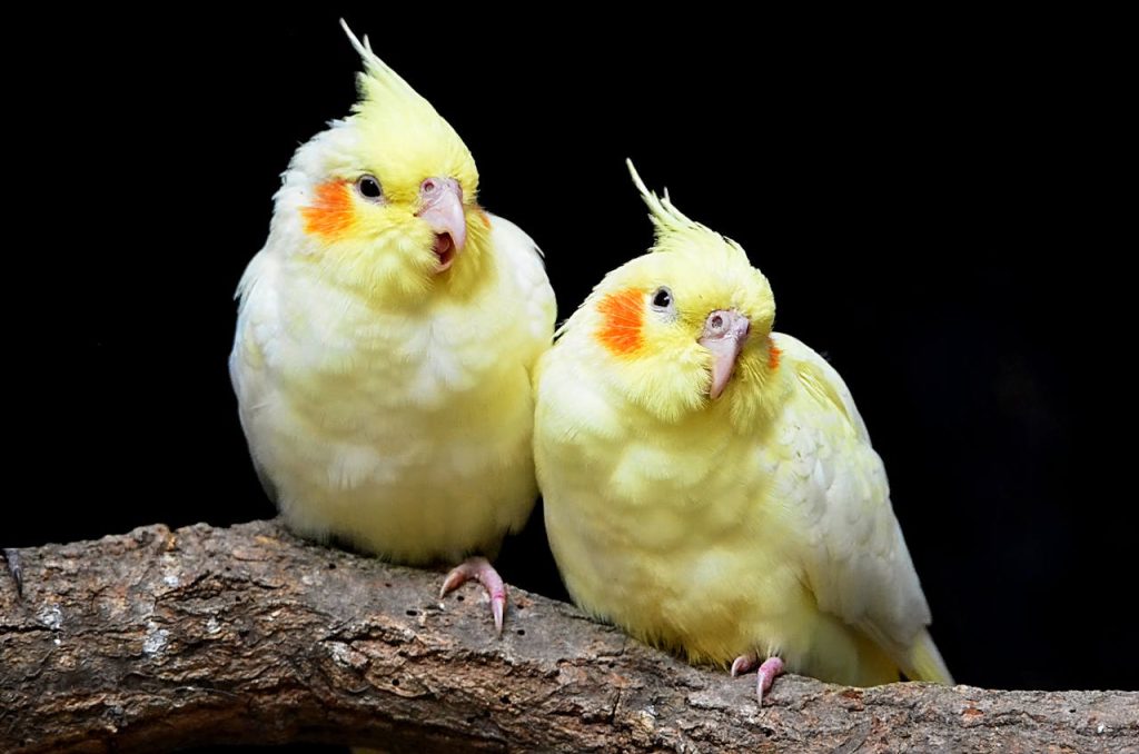 best pet birds