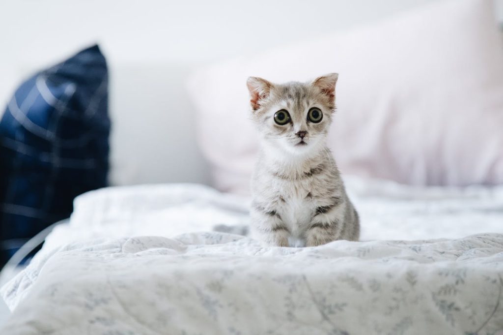 Suitable Cat Beds