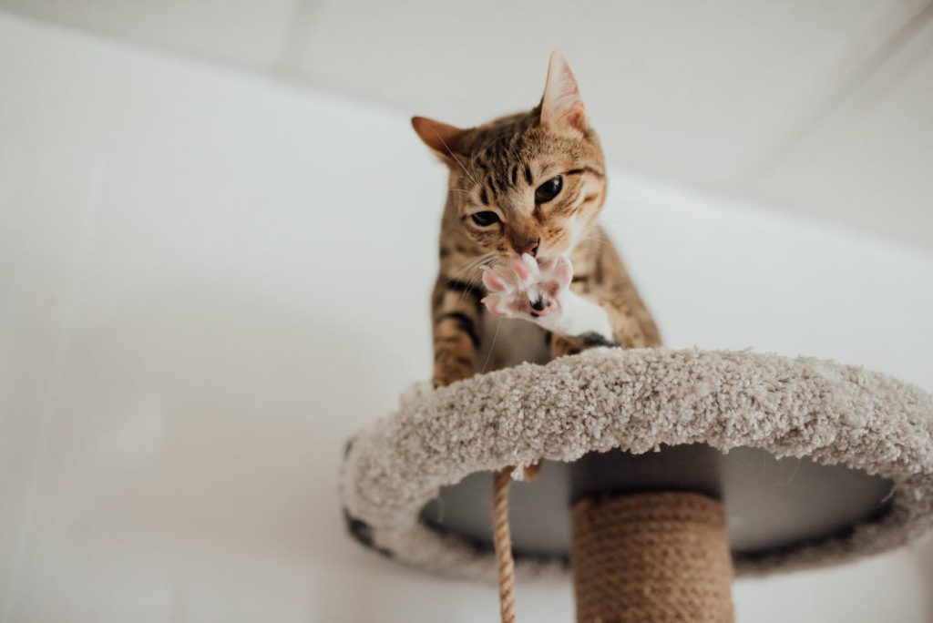Cat Tree