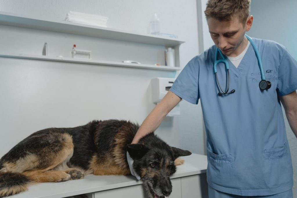 Dog Health Problems
