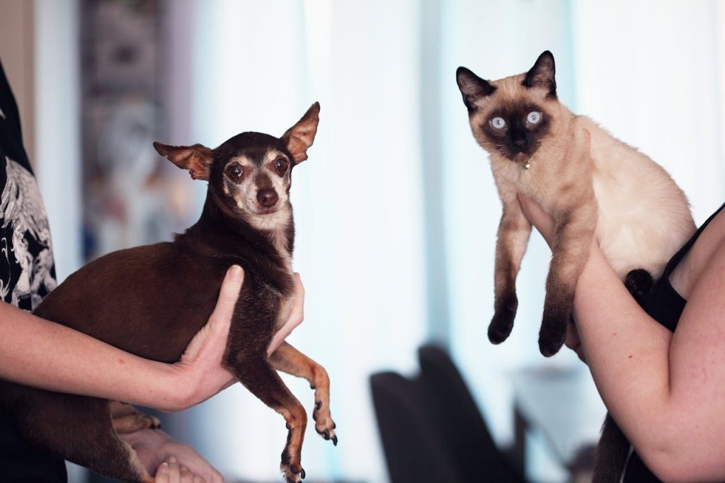 Best Pets For Your Home