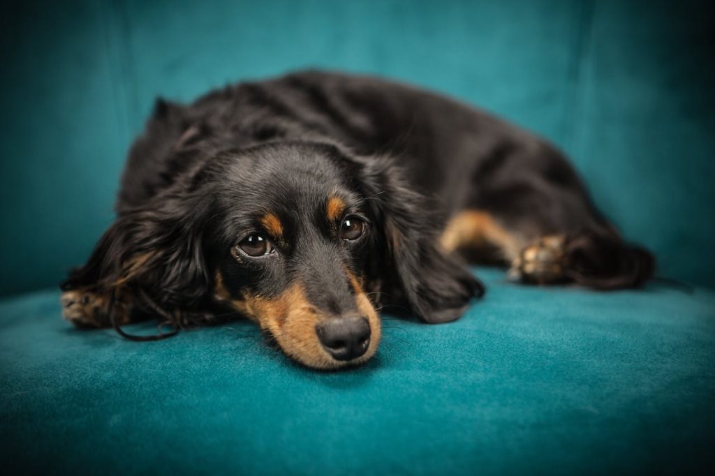 Dachshund Dog Breed