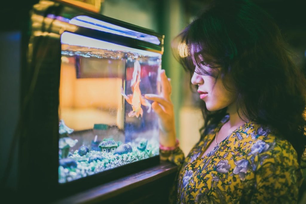 Maintenance Of Your Aquarium