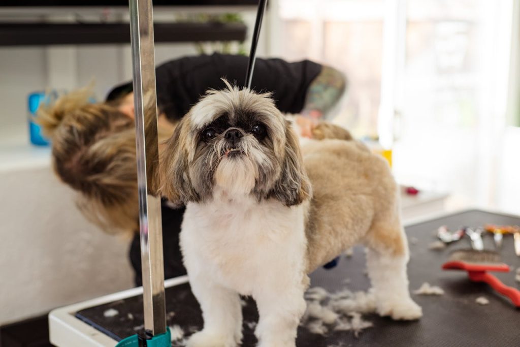 Dog Day Care Business
