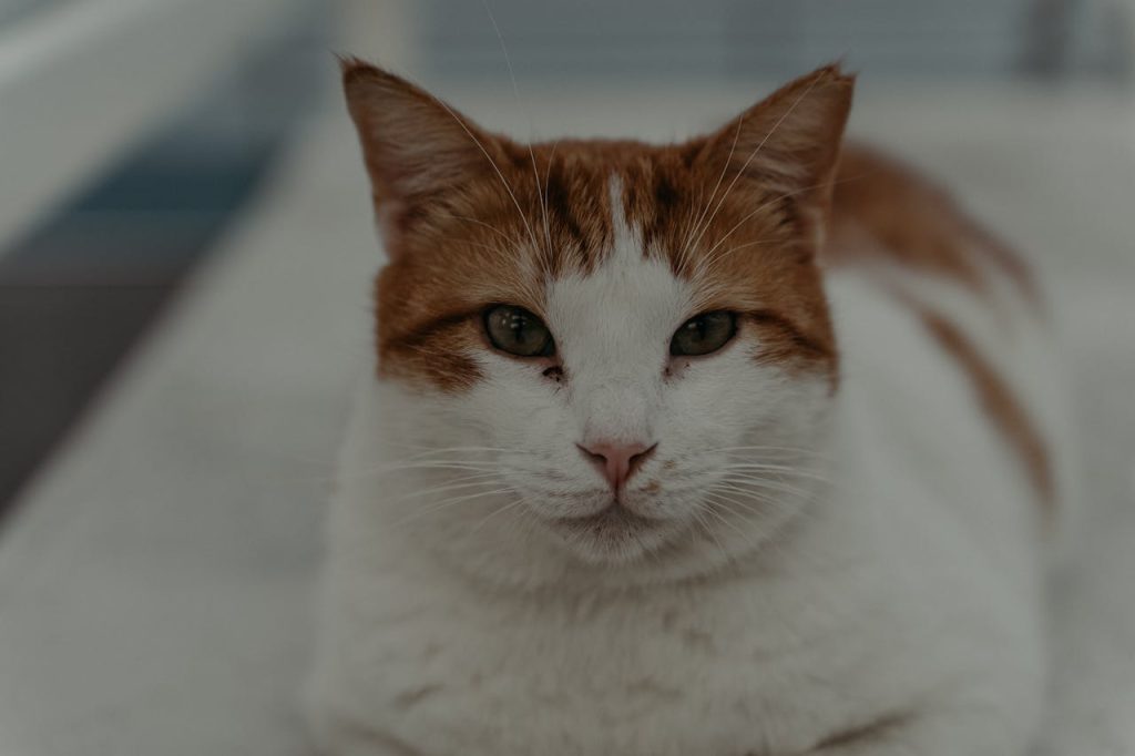 Caring Tips for Senior Cats
