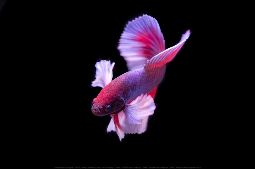 Betta Food