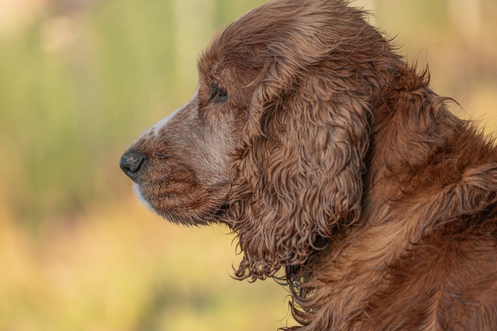 Older Dog
