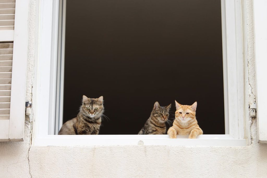 House with Pets