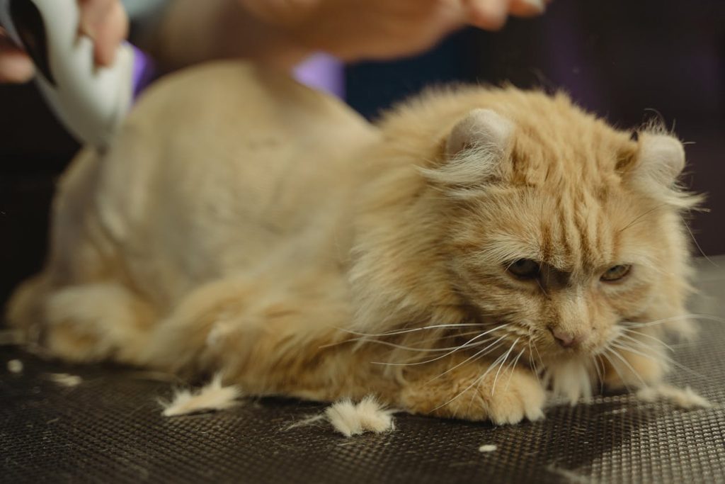 Taking Care of Older Cats