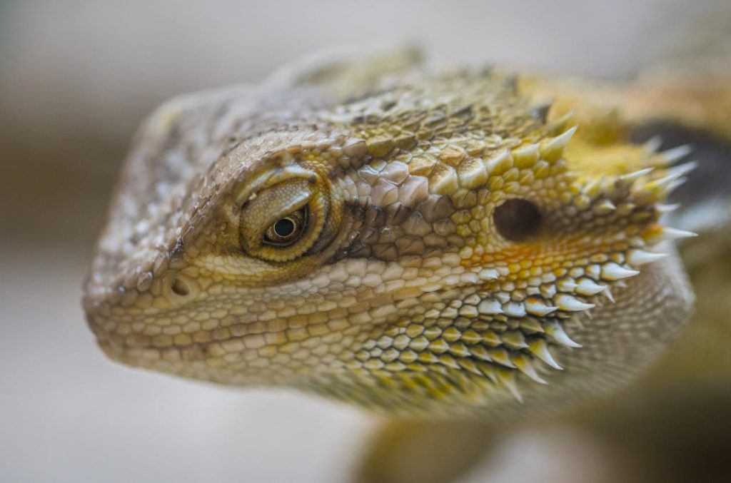 Feeding Your Bearded Dragon