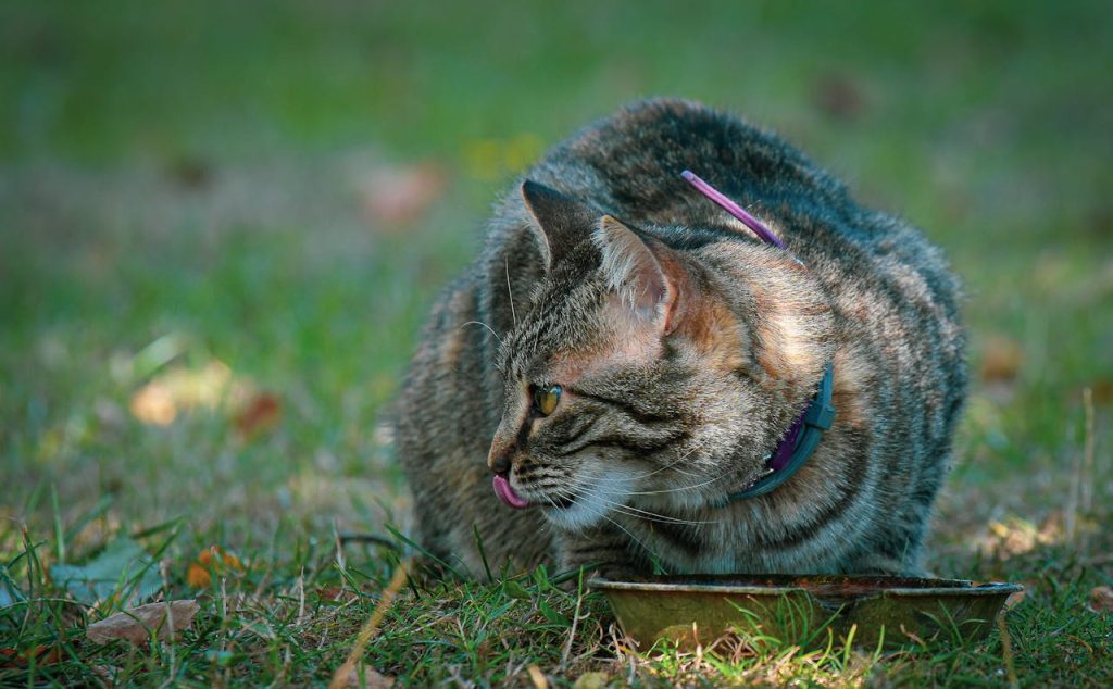 Cats' Natural Instincts