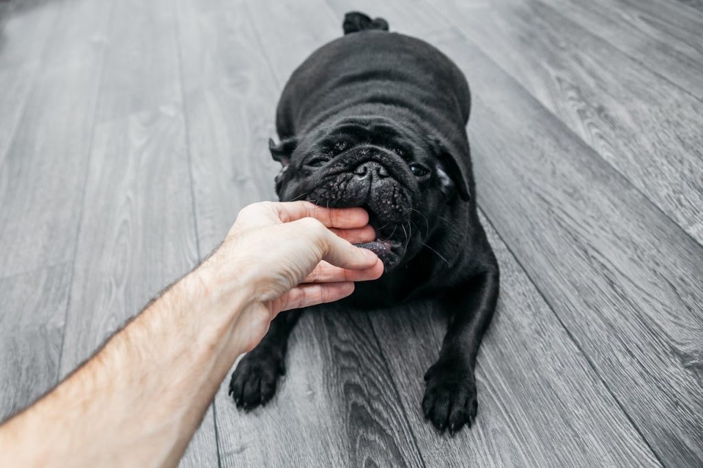 Dog Bite Lawyer