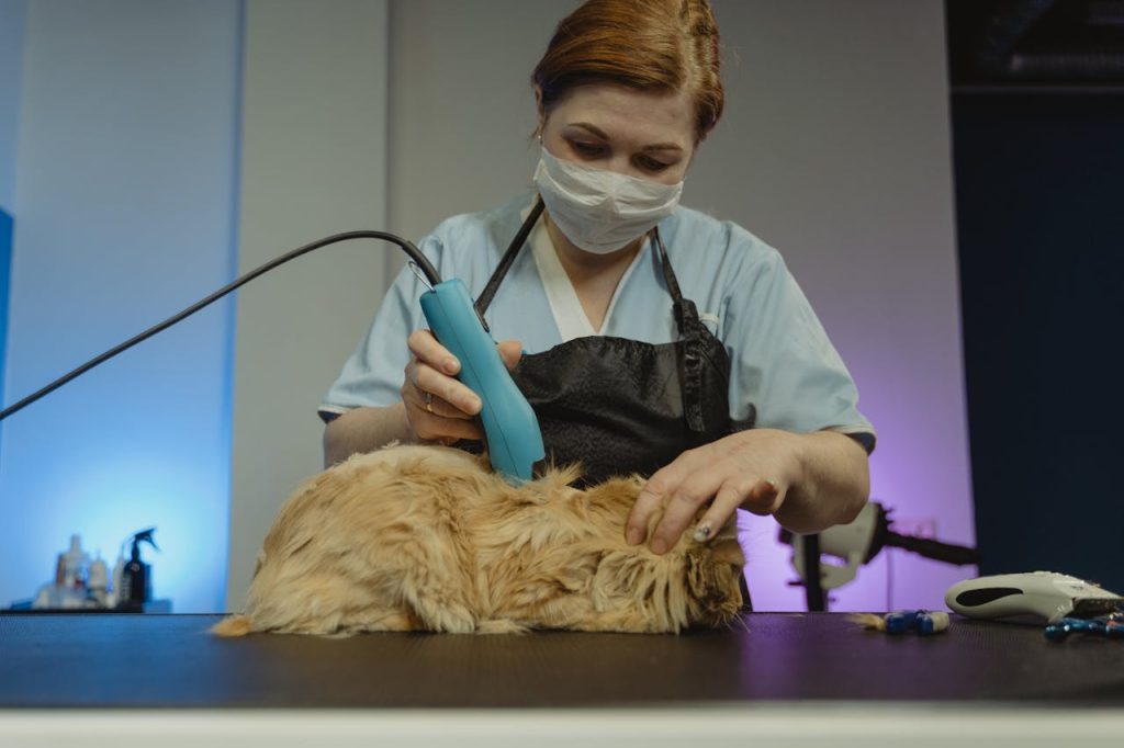 Cat Care