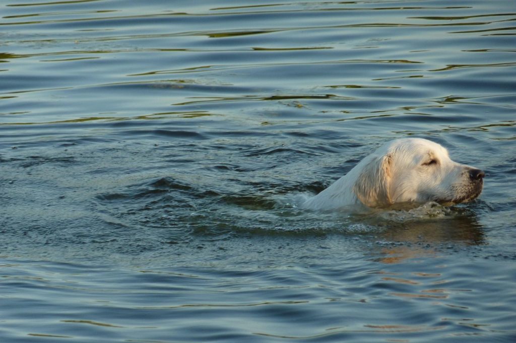 Swimming With Pets