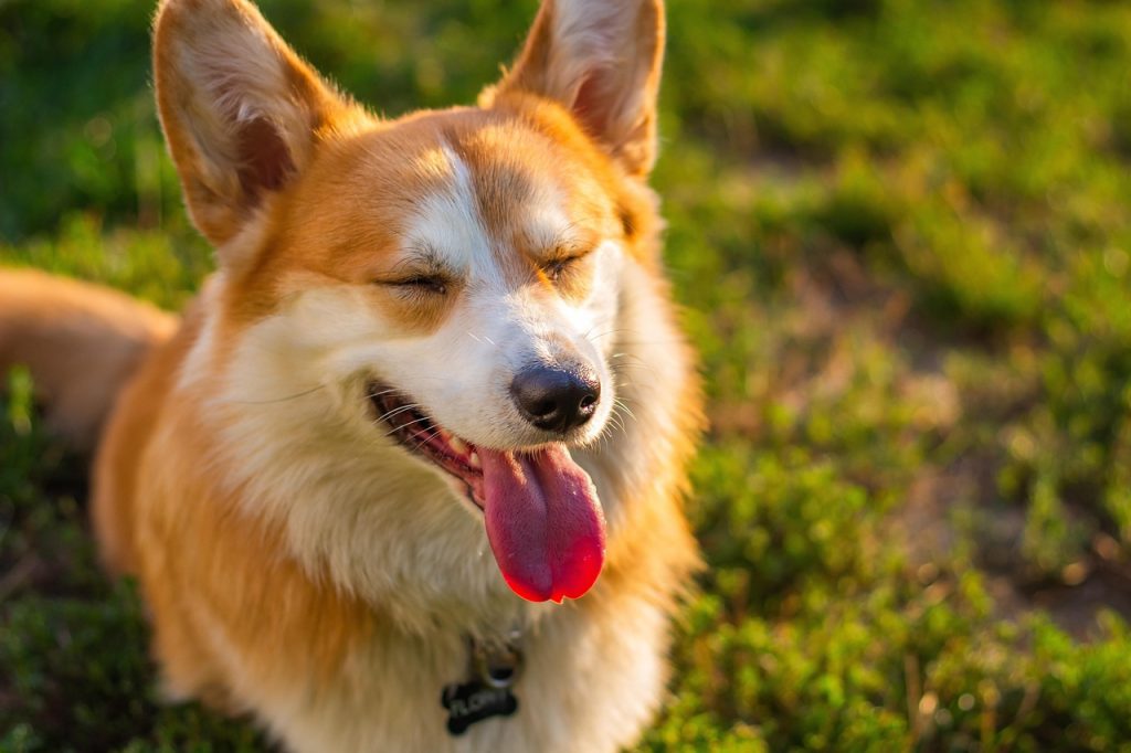 Dogs Sleep With Their Tongues Out
