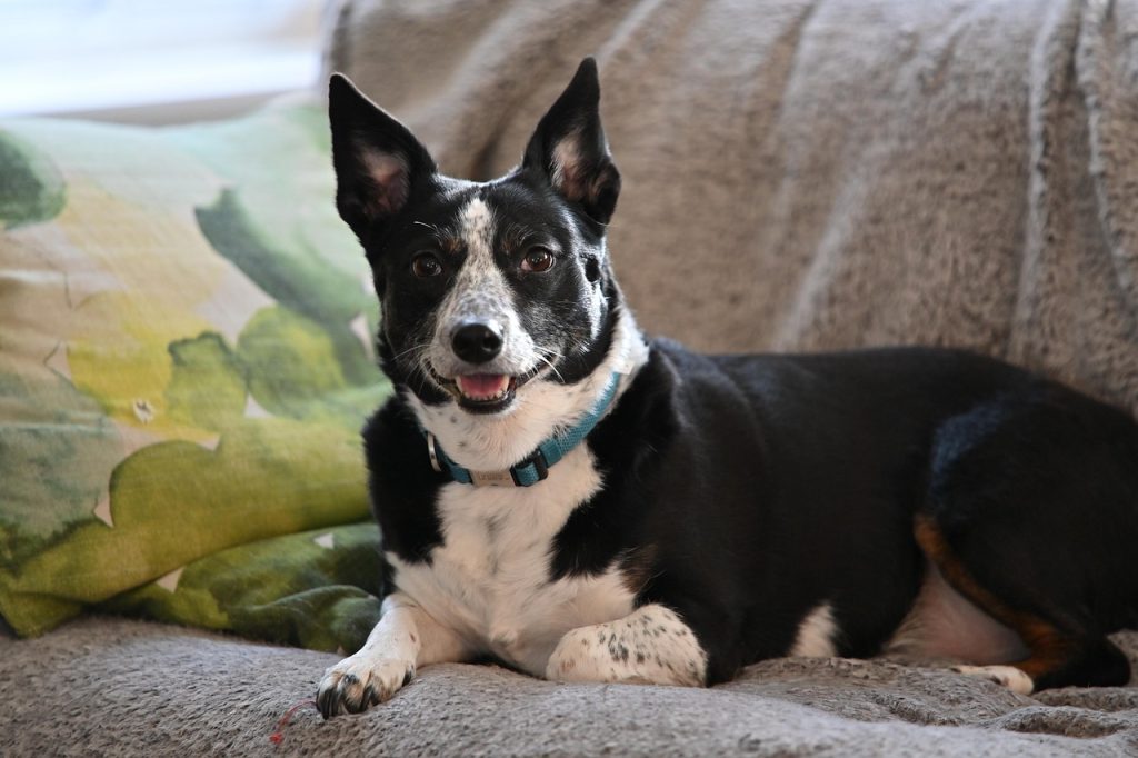 Blue Heeler