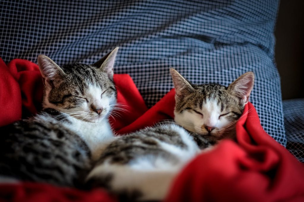 lovable cats