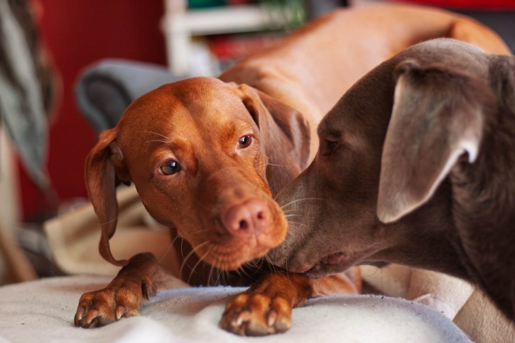 Benefit Dogs from Anxiety