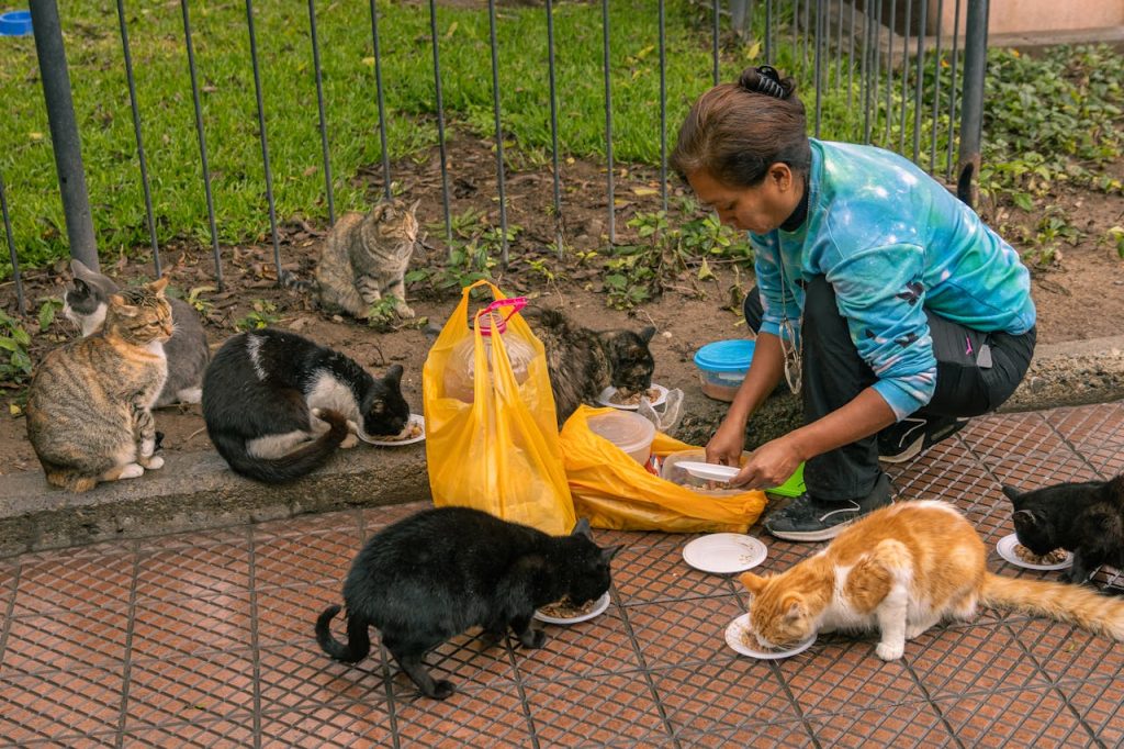 cat food