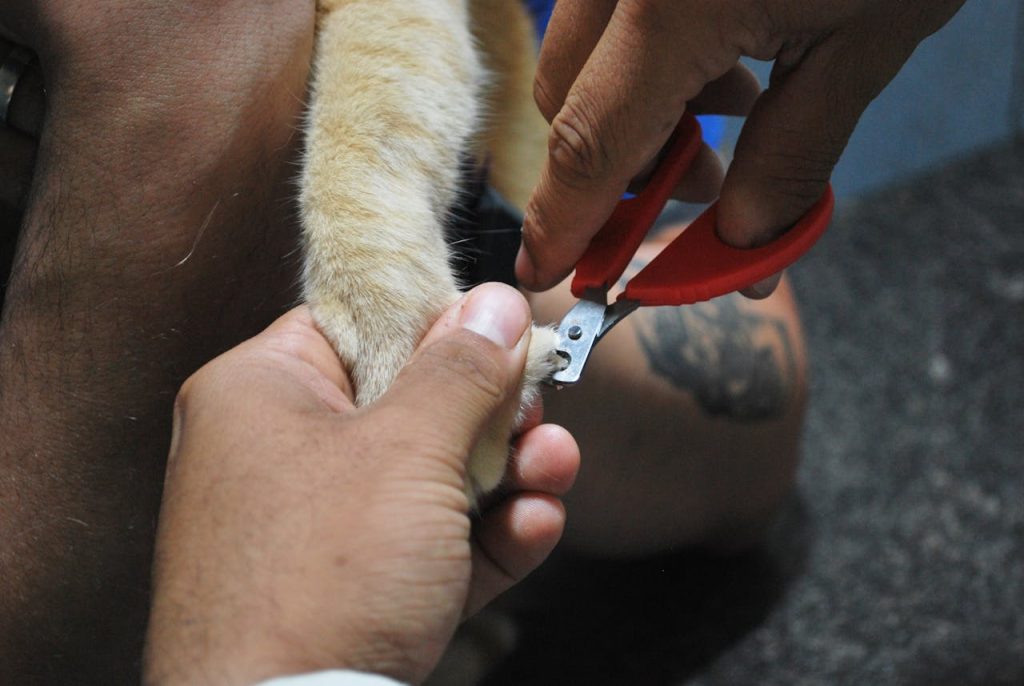 trim cat nail