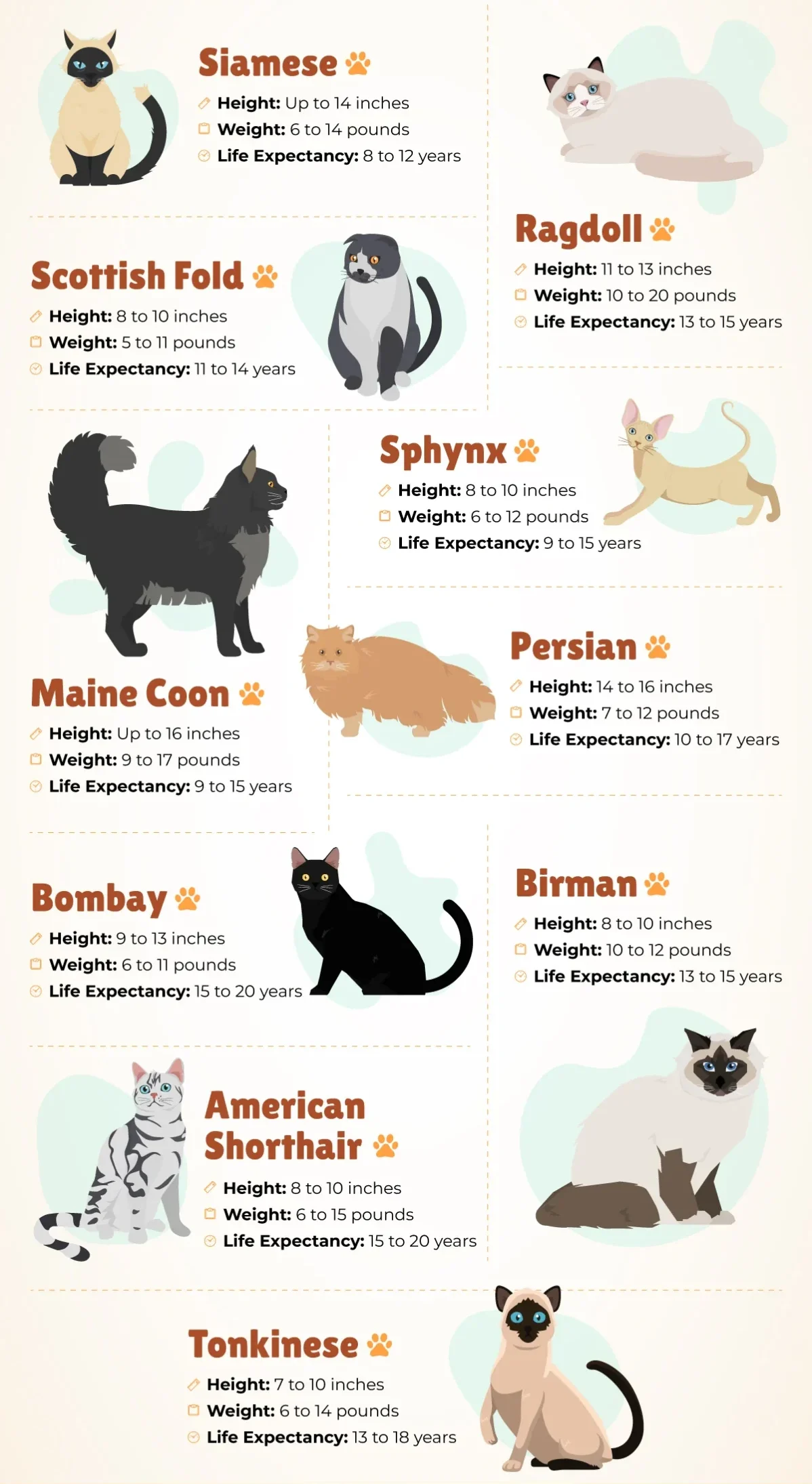 Look for in Apartment-Friendly Cats