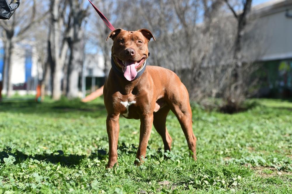 American Pit Bull