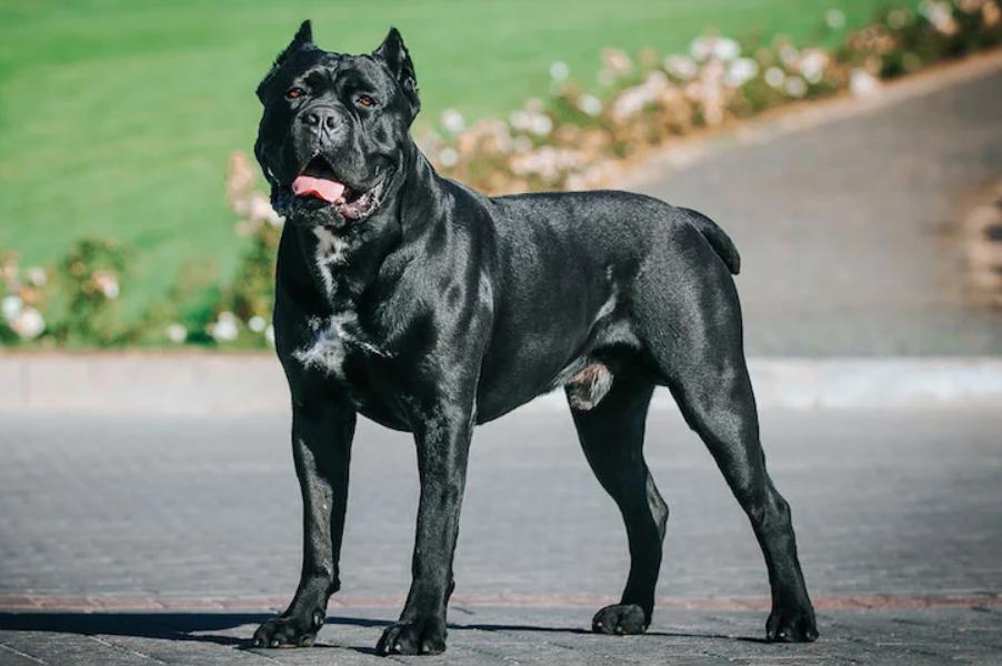 Cane Corso
