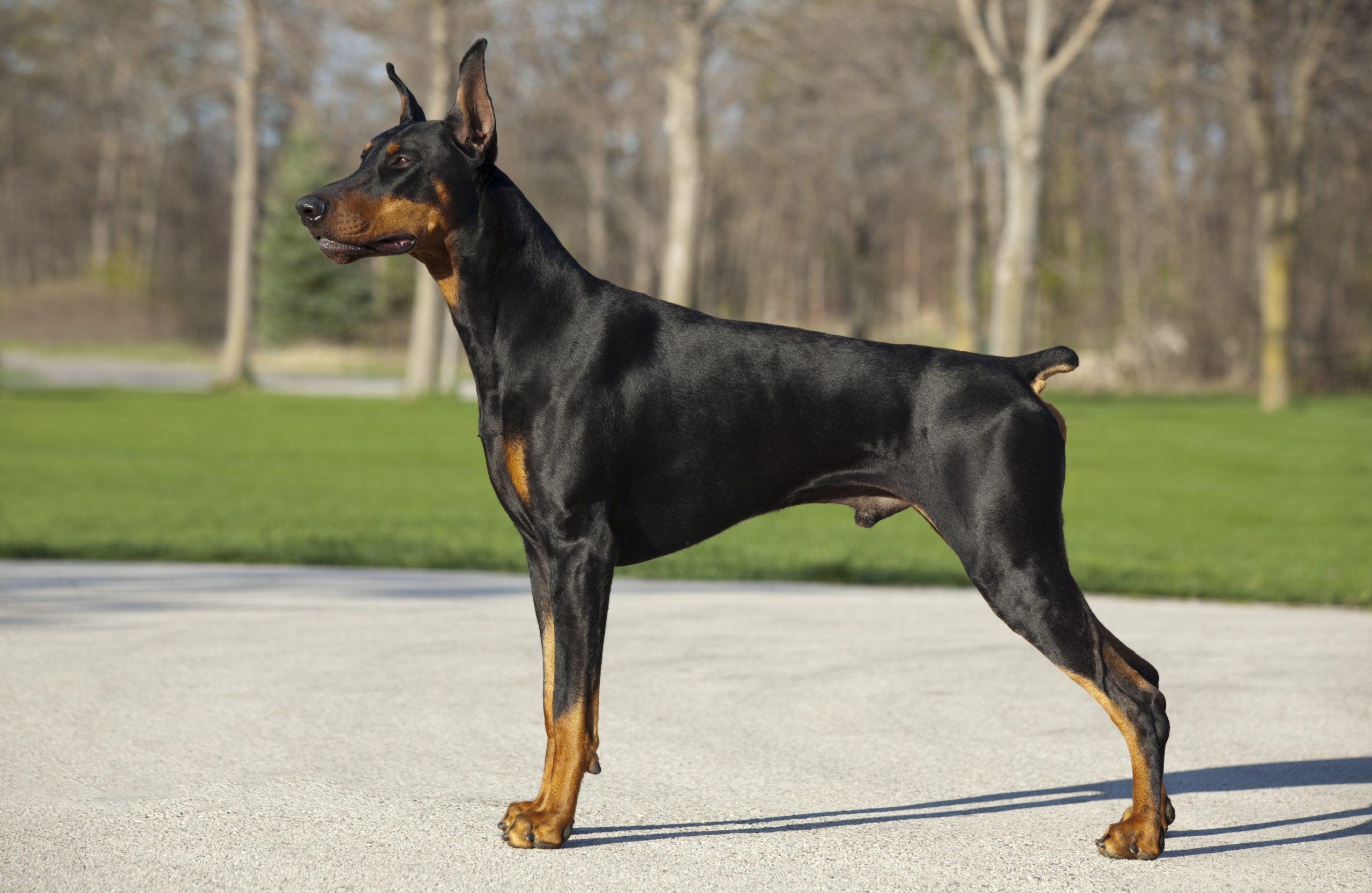 Doberman