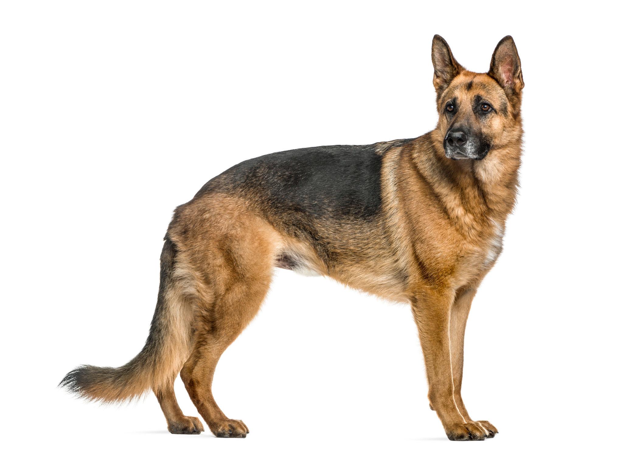German Shepherd